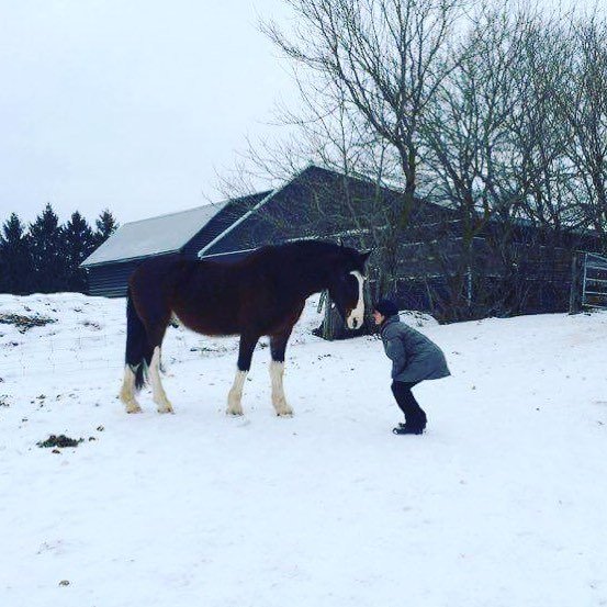 Honest Horsemanship tweet media