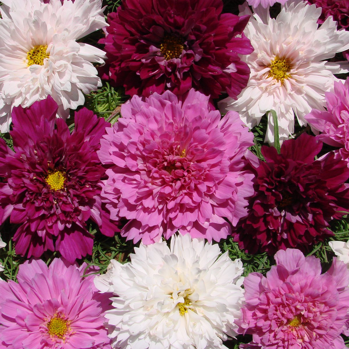BloemBox's tweet photo. #Love is in bloom! #ValentinesDay favorites. Give a #gift that #grows &amp; #blooms. Save with code SAVE10%. #greengifts #giftsthatgrow #flowers https://t.co/eZ3zkLJyVy