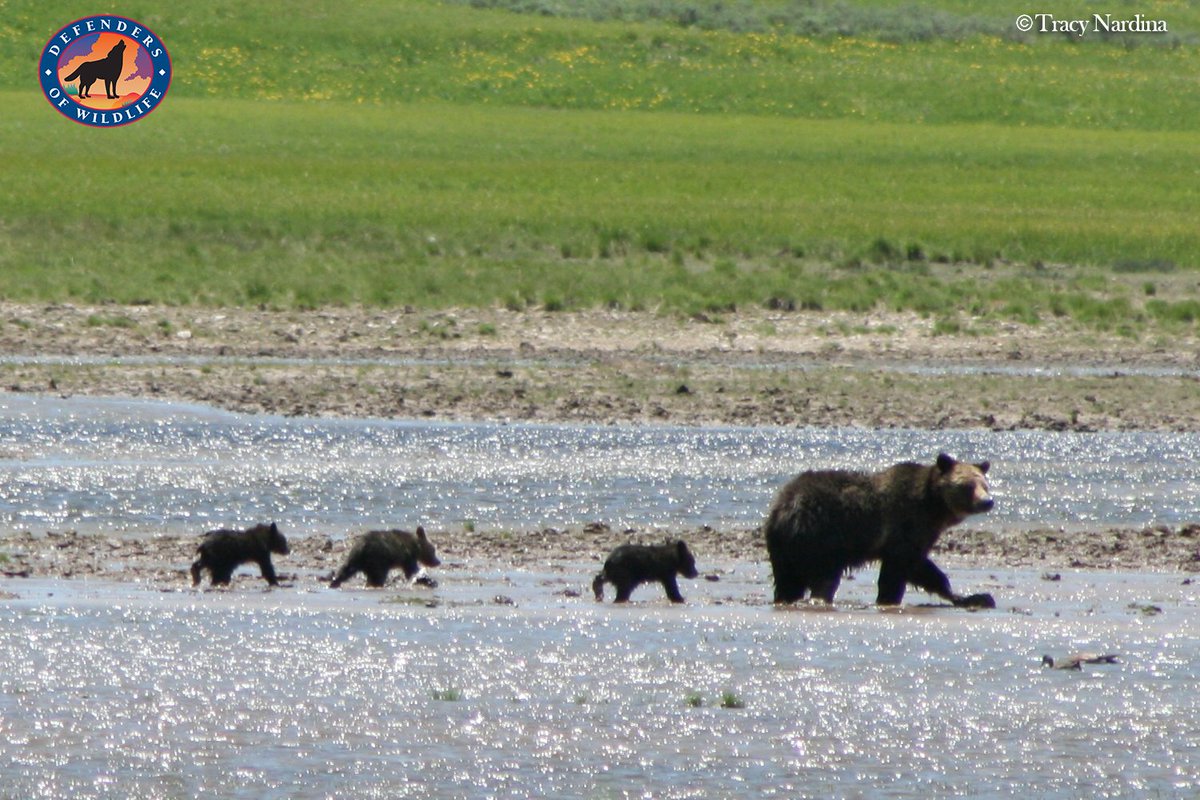 Defenders's tweet photo. Why you should care about the Congressional Review Act, which impacts #wildlife and lands regulations: https://t.co/IKaDGrw28A #CRA https://t.co/tNaKzu31m7