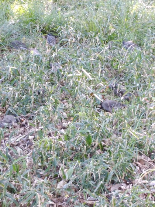 Twitterのコスプレ画像29