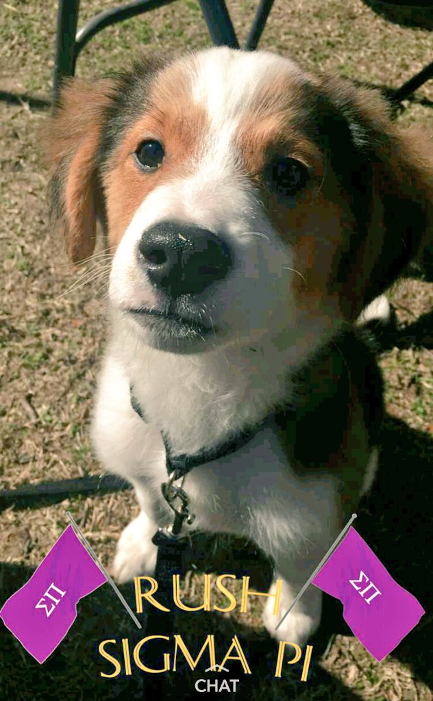 SigmaPi_SAU's tweet photo. Throwback to bid day #SigmaPuppy https://t.co/JsBpNH2zMZ