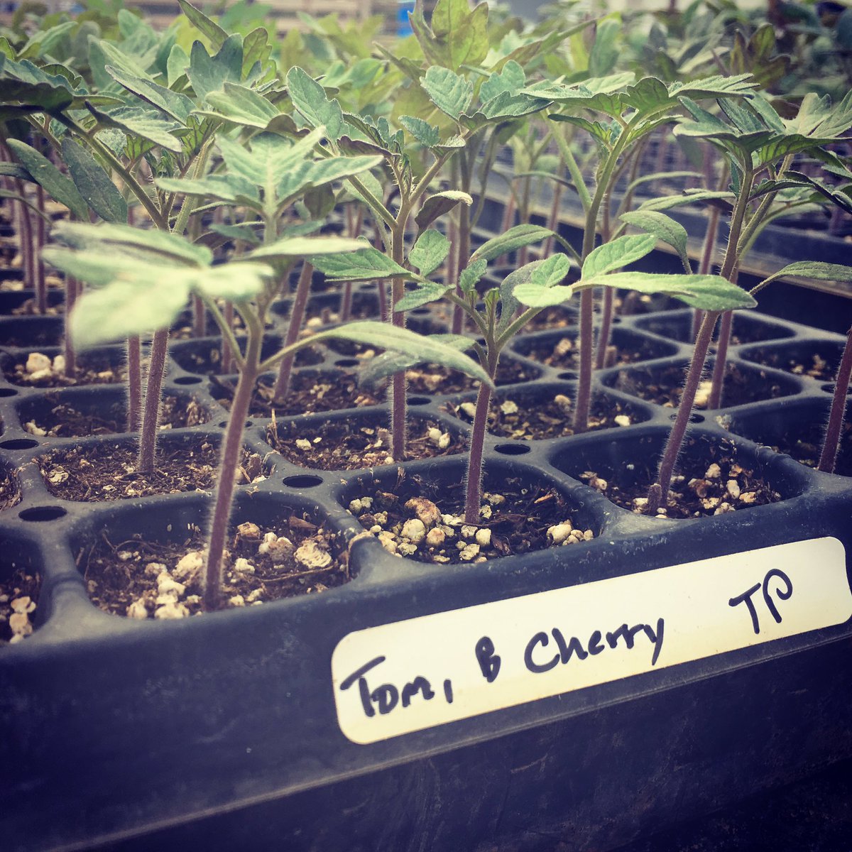 So much to look forward to! #transplantsale #tomatoes