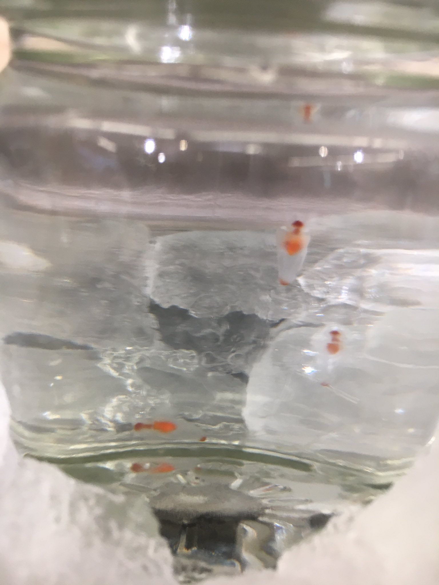 ナショナル田園 鮮魚コーナーより大変珍しい商品が入荷しました なんと クリオネ です もちろん観賞用で食用ではありません とてもデリケートな生き物で5 以下でないと生きていけないそうです 1瓶3匹入1980円です 新しいペットにいかがですか 笑