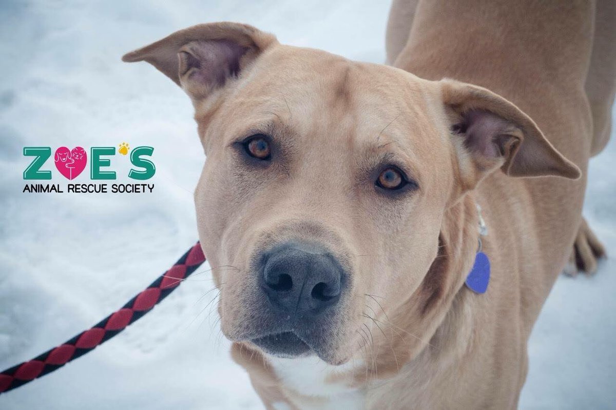 FurRSQ's tweet image. Meet handsome Hugo! He loves to play with other big dogs and knows his commands. Learn more: zoesanimalrescue.org/animals/hugo-b… #AdoptDontShop #YEG