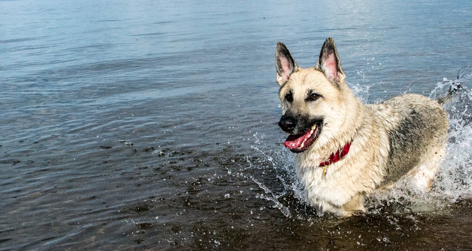 GSDXander's tweet photo. @LakeSuperior #LakeSuperiorSelfies
#GSD #GermanShepherd #Alsatian #OnlyInMN #Duluth #ParkPoint https://t.co/Om7nDy65jg