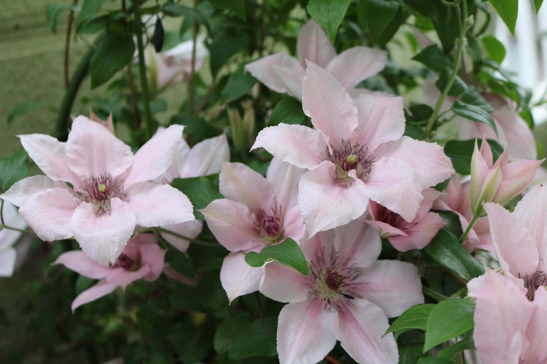 絢芽 筋トレ部 Na Twitteru Ayamepiyo32 お譲りしたクレマチス ピンクファンタジー 新旧枝咲きでいつも満開楽しませてくれました 見に行ける範囲の方にお譲りしたからいつでも会いにゆけるけど 手離したのにまたクレマチス迎えた罪悪感は否めないｗｗｗ