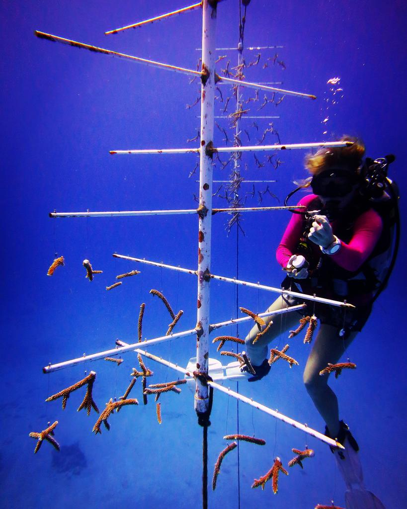 #competition time. 1st 50 people to respond get a newborn coral baby named after them. #coralnursery #Cayman #diving