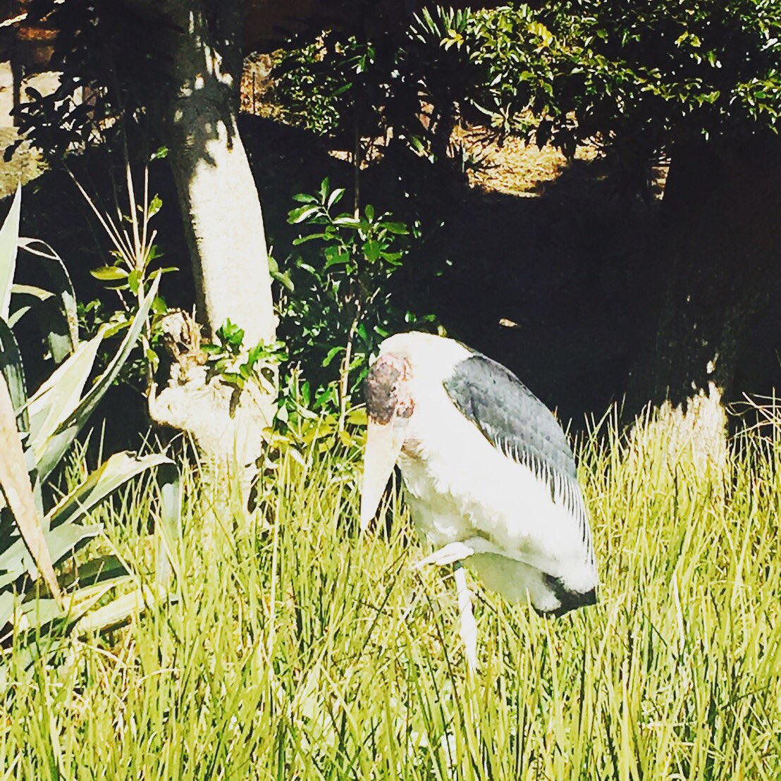 伊豆シャボテン動物公園公式ツイッター ひとりで寂しくお散歩 アフリカハゲコウ 動物園 植物園 動物 癒し ふれあい かわいい サボテン シャボテン 伊豆 伊豆高原 伊東市 静岡 山 海 伊豆シャボテン動物公園 Shaboten T Co