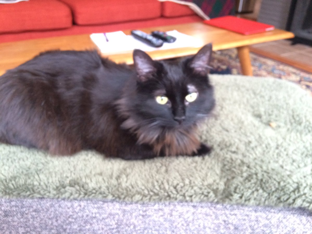 lisatatonetti's tweet photo. #whereICalled I called from the living room. &amp; from kitchen table. &amp; from my cell on a work break. I also called while foster cat watched. https://t.co/ZghfY49kh9