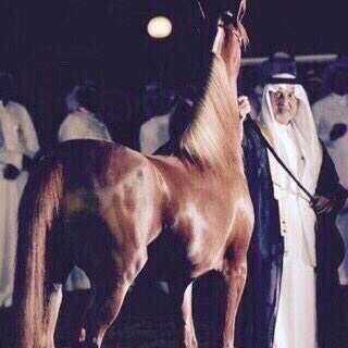 af_horse6's tweet photo. افتارات 🐎💛💛💛! https://t.co/pByIQMQIPj
