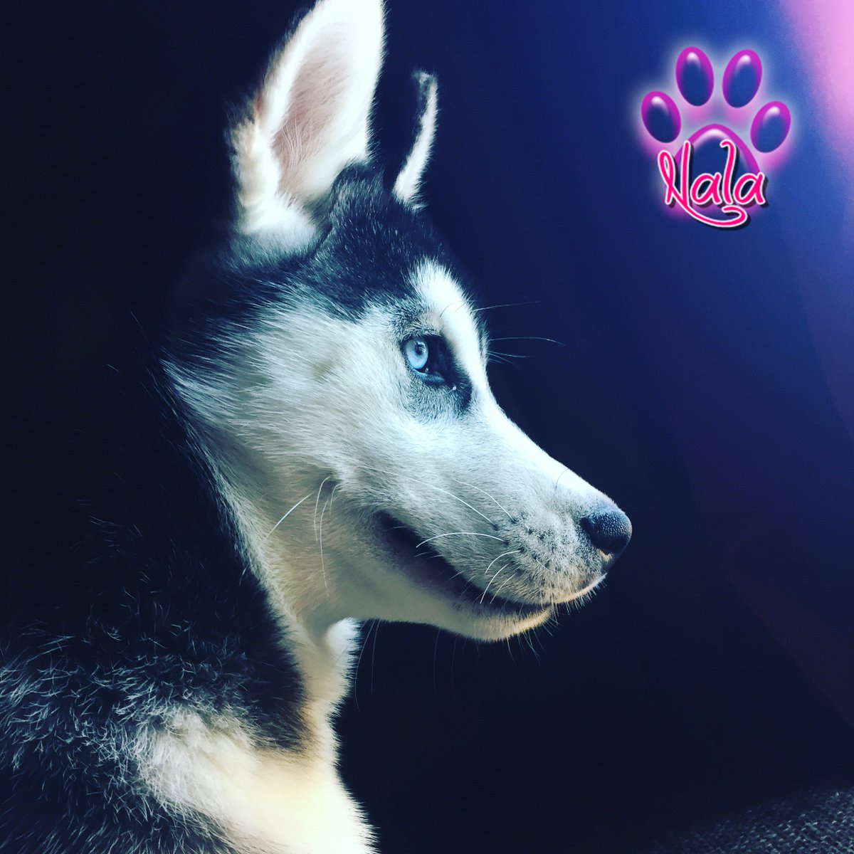 MiahSternchen's tweet photo. Meine Hübsche Nala <3 #husky #siberianhusky #welpe #lovemydog https://t.co/Lb26Tqj1DG