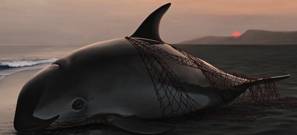 TMMC's tweet photo. Want to help save the #Vaquita? Please donate to help #VaquitaCPR team execute emergency plan: https://t.co/gadQiJPy2M https://t.co/p1sb0ipkPD