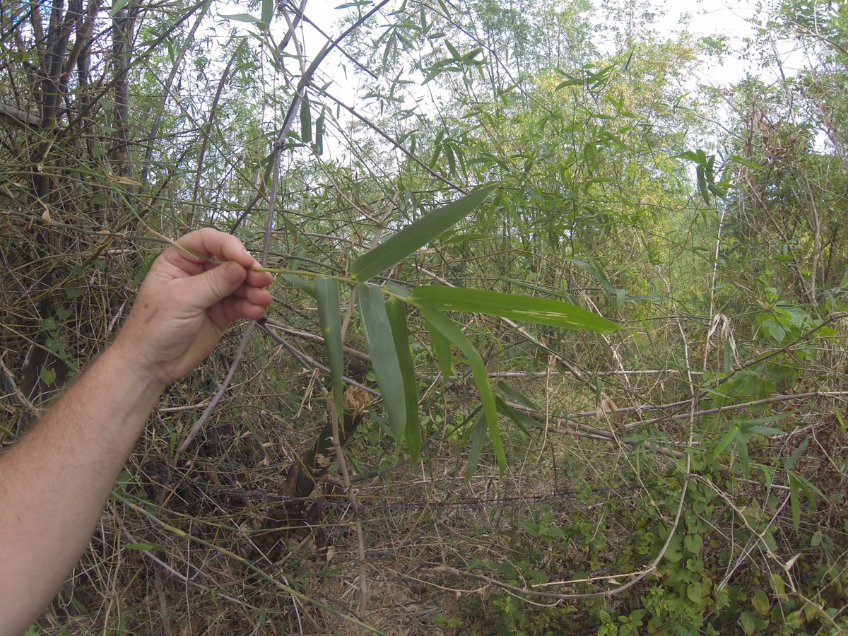 sholutions's tweet photo. Promoting bamboo planting and better use are ways that #NotPlunder mother Earth - LOGOless true Sustainable Equitable Green BAMBOO products https://t.co/SoVXdSnR0o