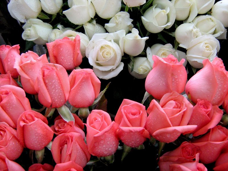 @rakesh01010101 <a href="/Angelou45328491/">🐺🐾Angelous🐺🐾</a> @MariaLima369 <a href="/ArroundNet/">Arround Net</a> @ratanpriya251p1 <a href="/maf10721965/">Alejandra Flores</a> <a href="/k_firstcat/">Sweetbox!❤️❤️❤️❤️💐💐💐💐💐💐</a> <a href="/Humerrose/">hummer rose</a> <a href="/kittyhurd/">kitty hurd</a> <a href="/angelicagallegs/">🇧🇷 ♫J.Angelica G. Gallegos♫🇧🇷</a>