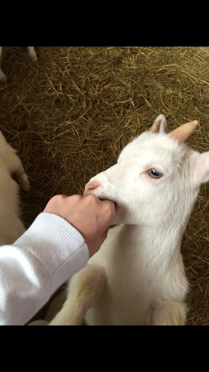 johnsongang_'s tweet photo. 🐐🐐 https://t.co/gGaLRjaOgM