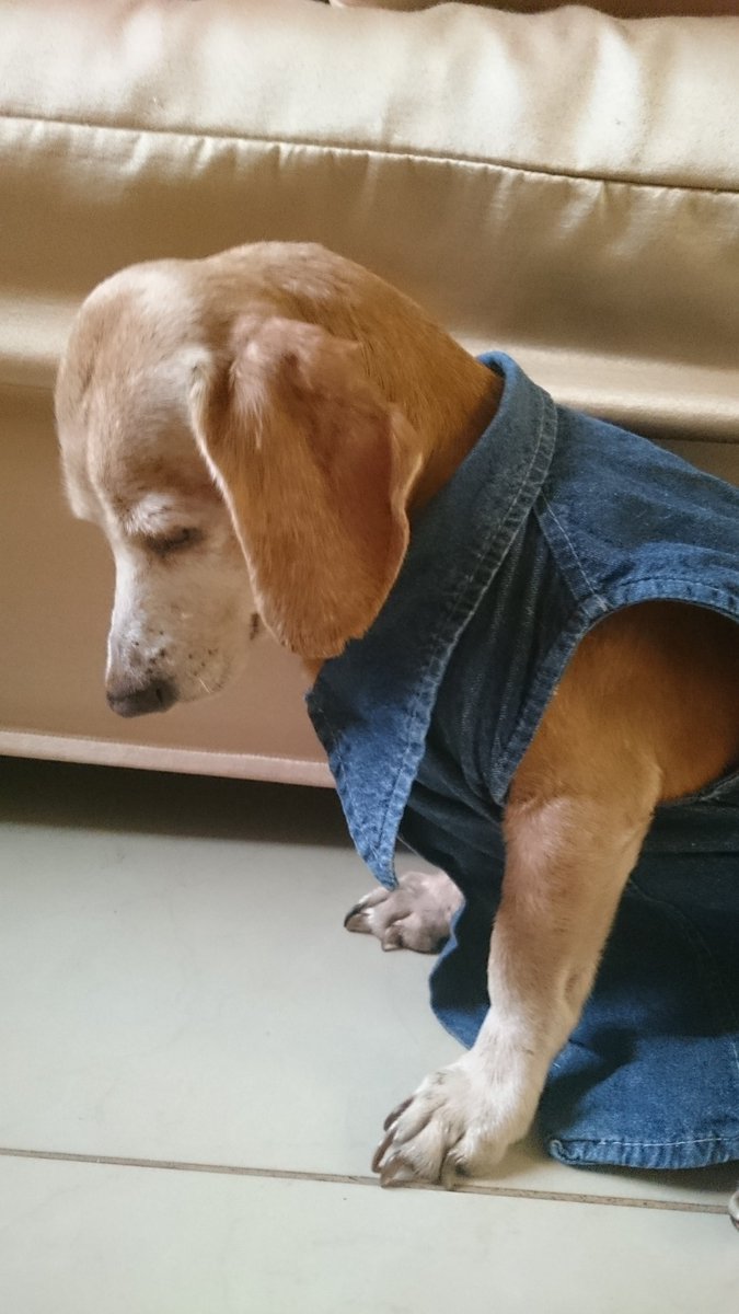 fxcksurie's tweet photo. le hice una sesión de fotos a mi perro, yo creo que tiene futuro https://t.co/BaSdhTHtRb