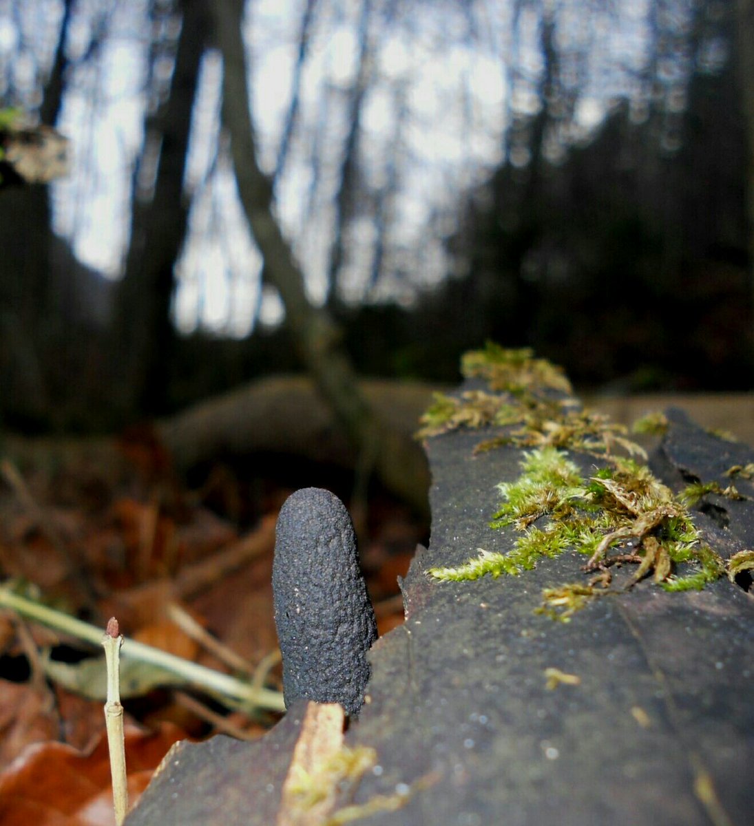 SamuelMarent's tweet photo. #Xylaria polymorpha, #Ascomycota. The black colour is made up of #perithecia containing #ascospores. In spring #conidia asexual #mitospores https://t.co/T6UkqjzPDv