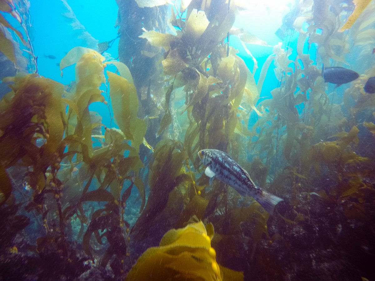 ScubaTrainTech's tweet image. Explore the Channel Islands off the coast of California. #SCUBA #Dive #LakeHavasuCity 
April 8th-9th
June 3rd-4th
ow.ly/urI9308KCjo