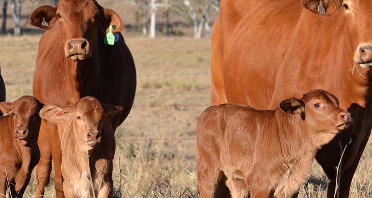 Production. Animal welfare. Employment. Public submissions are OPEN for the draft AU Beef Framework. Have your say: sustainableaustralianbeef.com.au/beef-industry
