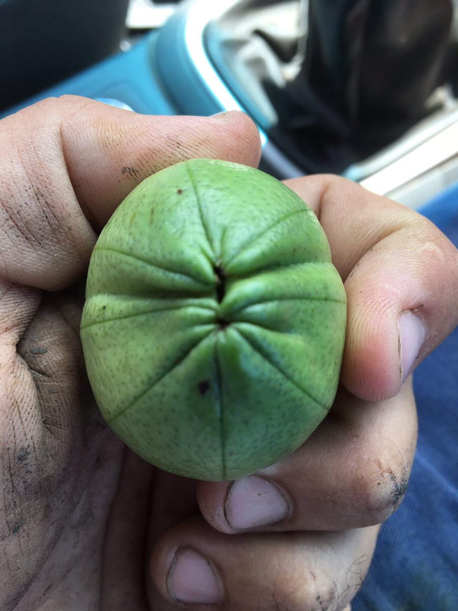 braino20's tweet photo. Can't count high enough for this Boll#Cotton #eightlock #746B3F #Cottoninthesouth https://t.co/hyNxnqfgBj