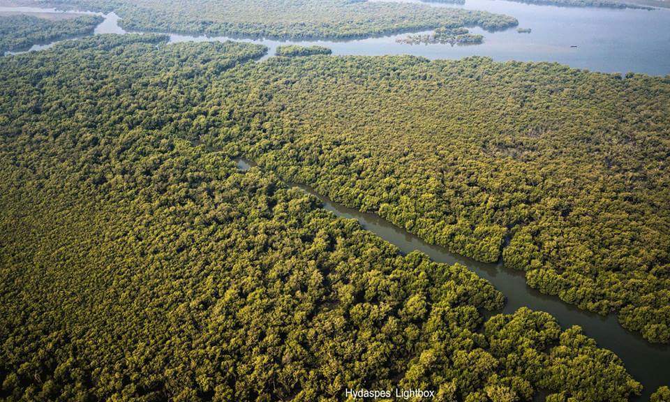 MagicalPakistan's tweet photo. Mangroves of #IndusRiver Delta in #ArabianSea  #Karachi #MagicalPakistan https://t.co/D1fSMIP23s