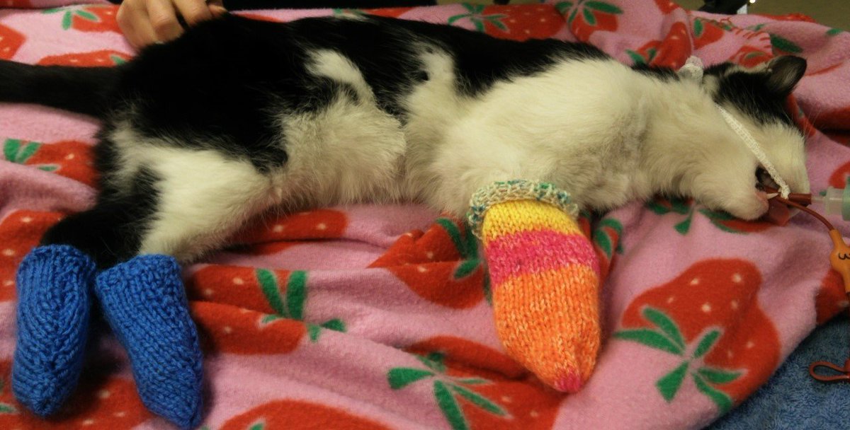 Charity wants baby socks to help treat sick cats and dogs itv.com/news/london/20…