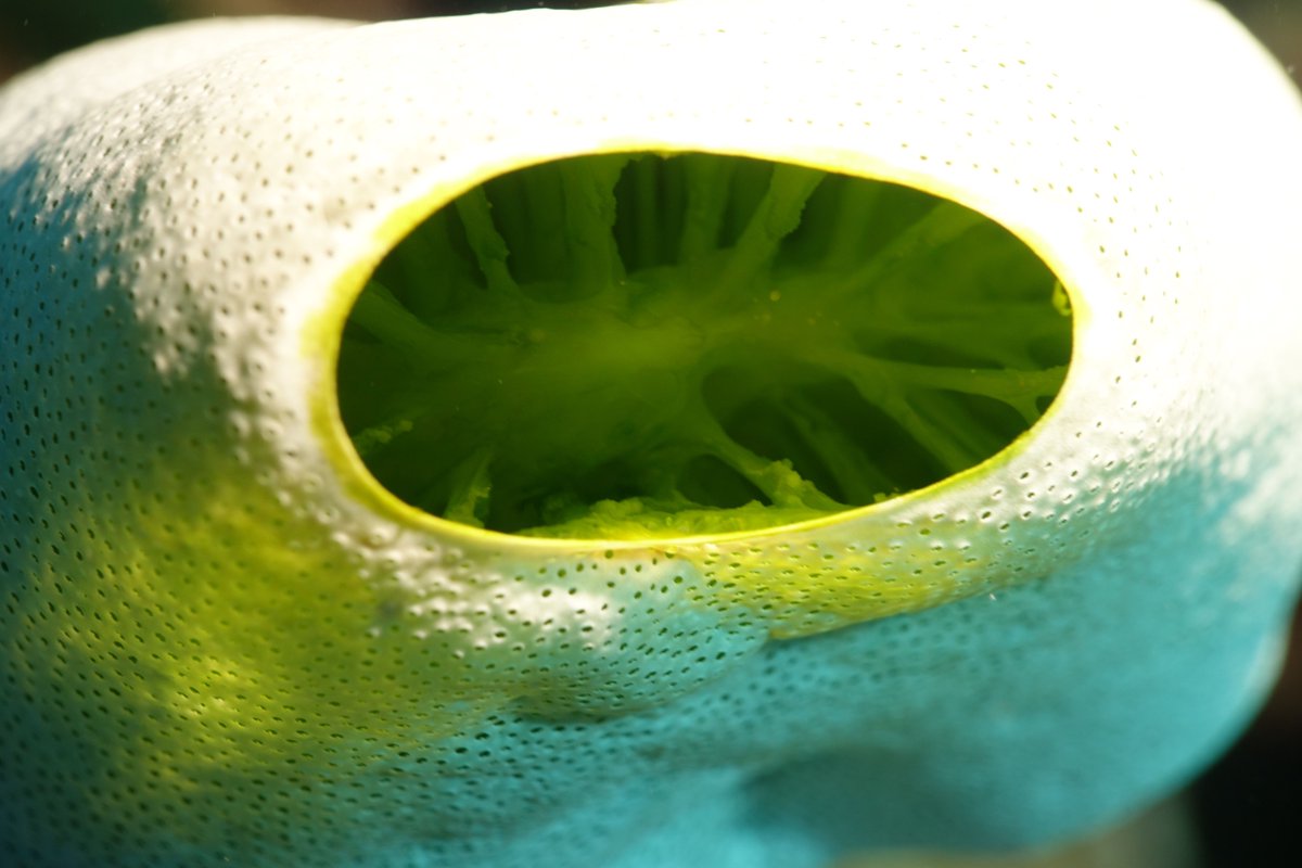 Citizens Of The Great Barrier Reef On Twitter Tiny Filter Feeder