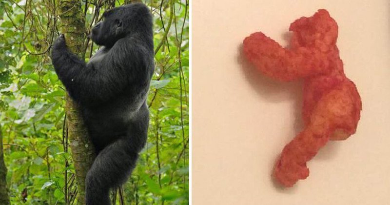 ThePoke's tweet photo. A Cheeto that looks like Harambe has sold on eBay for $99,900
https://t.co/QZhUpHKznZ https://t.co/ijGx4l3op0