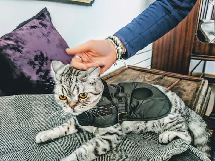Stirling, clearly loving his Barbour! If he lives in this house, he needs to own at least one! <a href="/Barbour/">barbour</a> #barbour #poshcat #cat #family #love