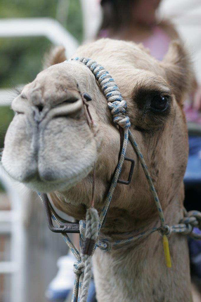 HydeParkFair's tweet photo. Delight &amp; Entertain your children with a guided Pony or Camel Ride at the 2017 Hyde Park Community Fair! https://t.co/1b745yfjO6