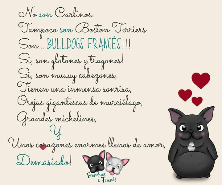 Frenchies & Friends tweet media