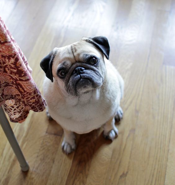 weloveourpugss's tweet photo. These Are The 7 Pug Training Guidelines For Pug Owners

Check here ==> https://t.co/XLinvpoI28

#pugtraining #pugowner #pugs #puglovers https://t.co/k14ou16ZJl