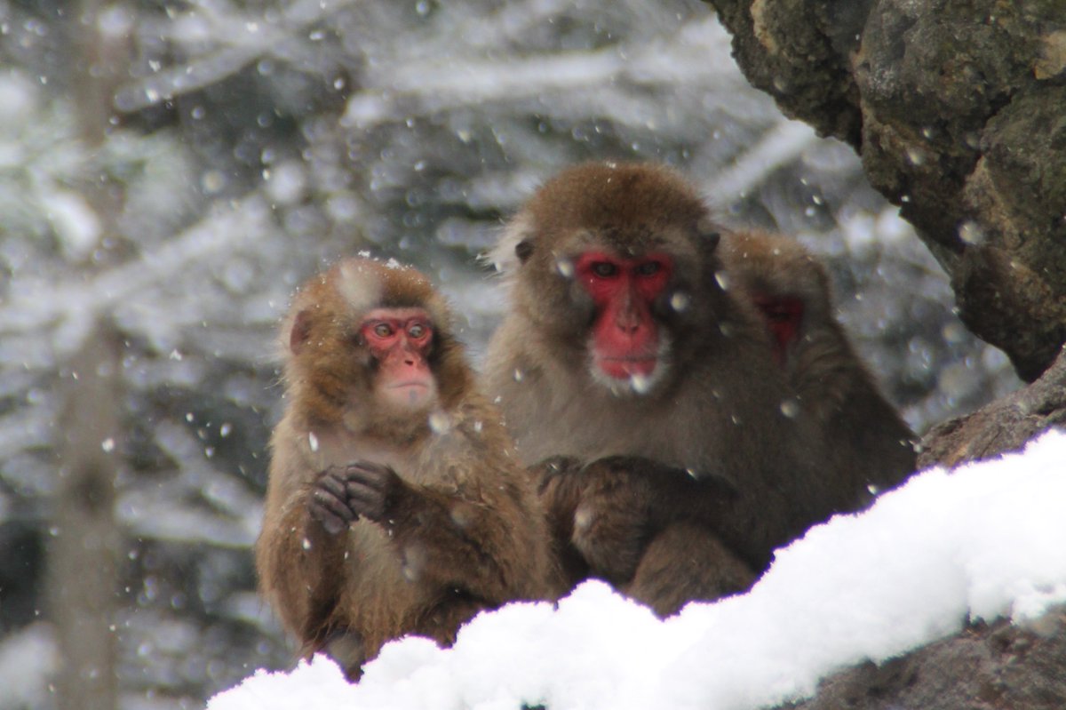 盛岡市動物公園 Zoomo No Twitter 2月11日 土 12日 日 は冬の臨時開園です 飼育係ならではの動物の面白 ガイドツアーを開催 日本生態園ガイドは10 45にサル山前集合 アフリカ園ガイドは12 00にゾウの前に集合です 盛岡市動物公園 Zoomo No Twitter 2月11日 土 12日 日 は冬の臨時開園です 飼育係ならではの動物の面白 ガイドツアーを開催 日本生態園ガイドは10 45にサル山前集合 アフリカ園ガイドは12 00にゾウの前に集合です