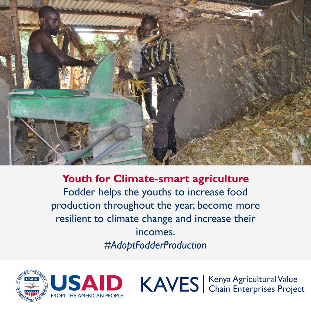 SirongaEdwin's tweet photo. Youth for climate-smart agriculture
#AdoptFodderProduction
@GovernorRanguma @KTNkenya @USAIDKenya @Fintrac https://t.co/5aUXAqccsa