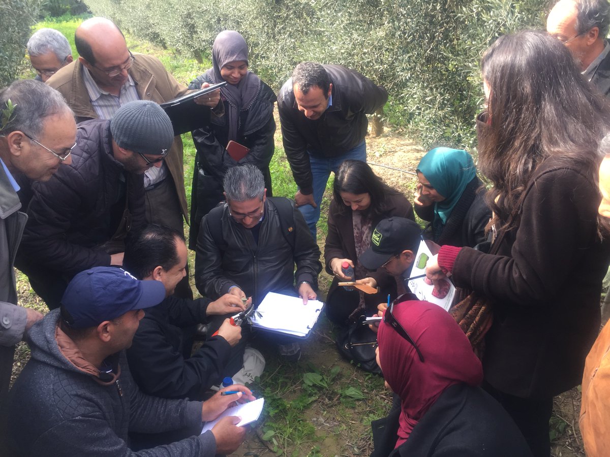thaer_yaseen's tweet photo. FAO and CIHEAM-IAMB collaboration in TCP/RAB/3601 project to Prevent the Introduction and Spread of Xylella fastidiosa in NENA Countries https://t.co/4aZqNefsWP
