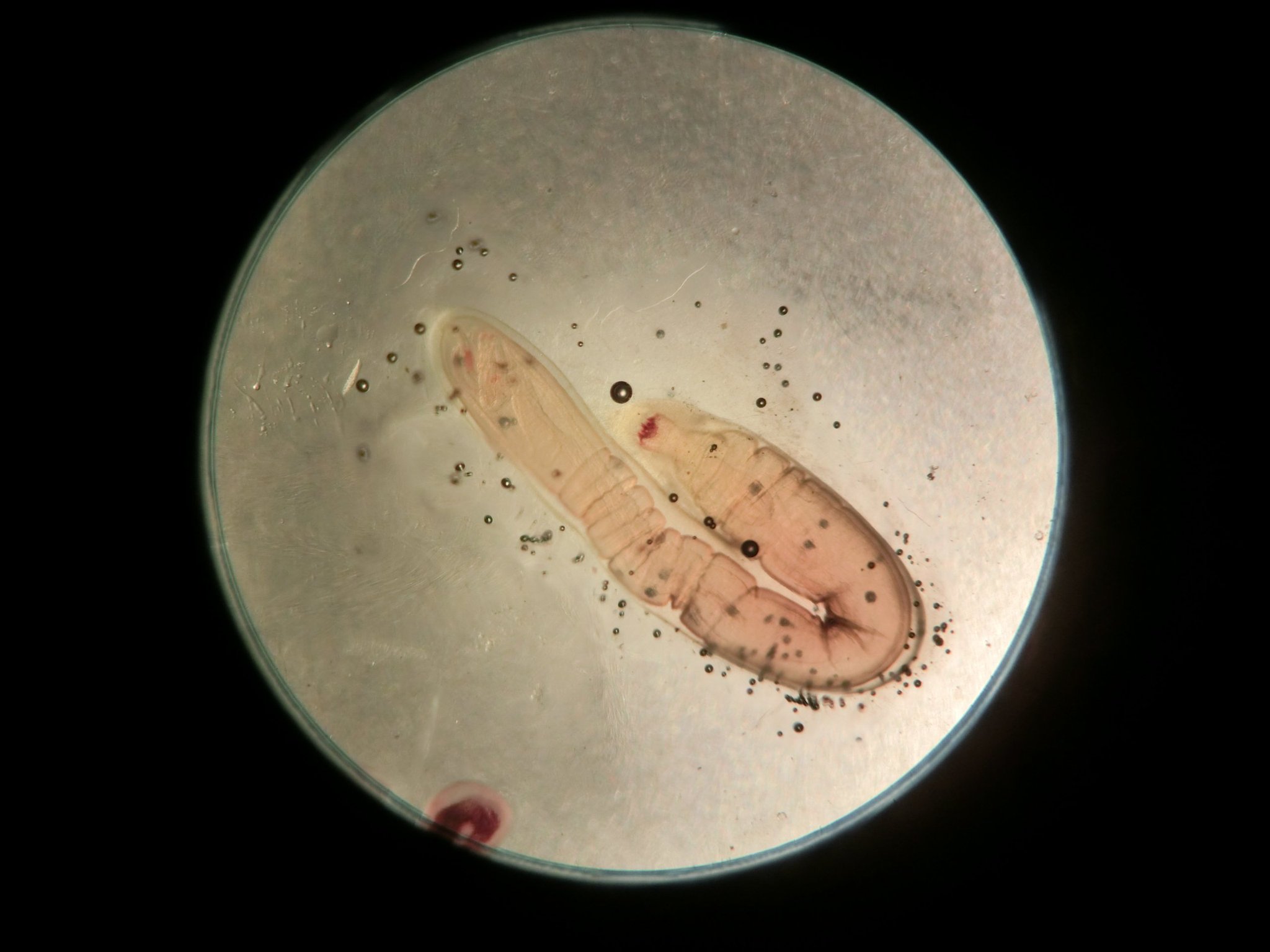 透明骨格標本のエーアンドゼット Pa Twitter ヘビの寄生虫の写真 赤い色はアリザリンレッドによる着色で カルシウムがある部分を染色しています 寄生虫の透明骨格標本です 透明骨格標本のエーアンドゼット Pa Twitter ヘビの寄生虫の写真 赤い色はアリザリンレッドによる着色で カルシウムがある部分を染色しています 寄生虫の透明骨格標本です