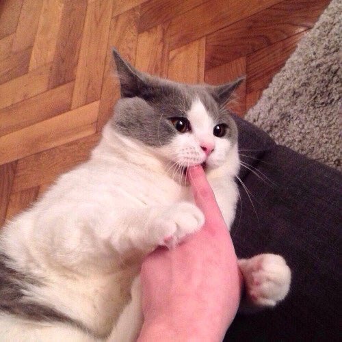 pinkar9's tweet photo. ทำมาดูดนิ้ว 😼
นี้แนะ 👊🏻 https://t.co/h88Iw4TGs4