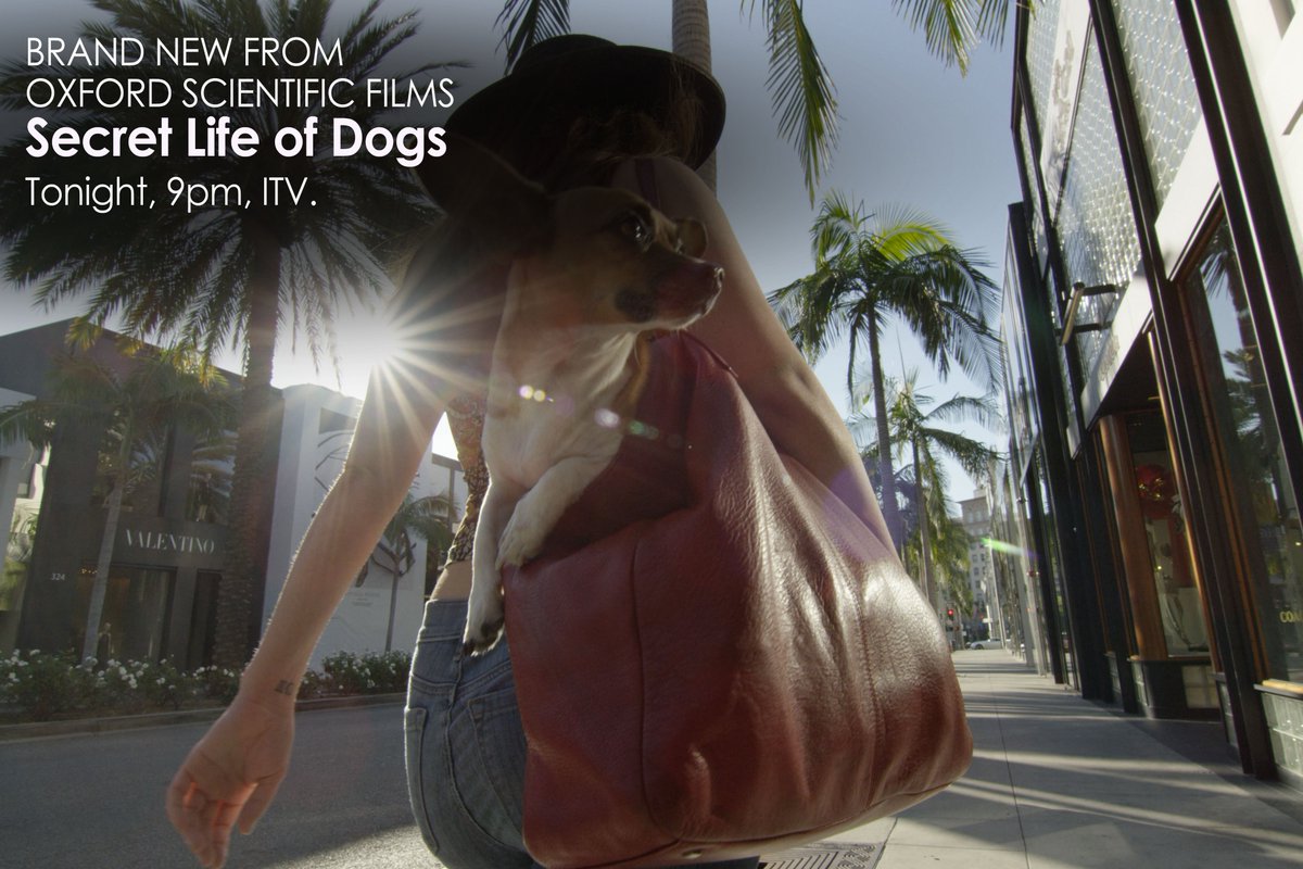oxfordsf's tweet image. Tonight, 9pm, @ITV - #SecretLifeOfDogs