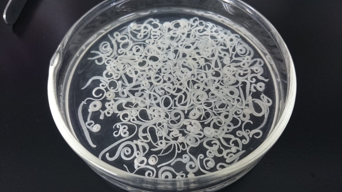 ささき寄生虫研究所（佐々木瑞希） on X