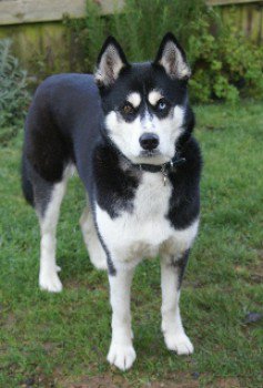 caring4dogs's tweet photo. BOO Black & White #Siberian #Husky Female LOST in #Brooke #Pit NR14 on 22/01 SIGHTED 07/02 at #Bergh #Apton Church https://t.co/BySaeAAiXc https://t.co/XY5fKnCYUJ