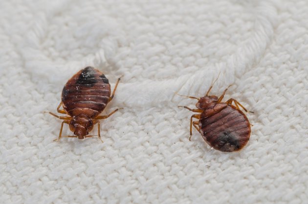 askmrmorpheus's tweet photo. #Funfact: Newly hatched bed bugs are so small they can pass through a stitch-hole in a mattress! #bedbug #babies #small #mattress #pest https://t.co/SHVNTNOAZU