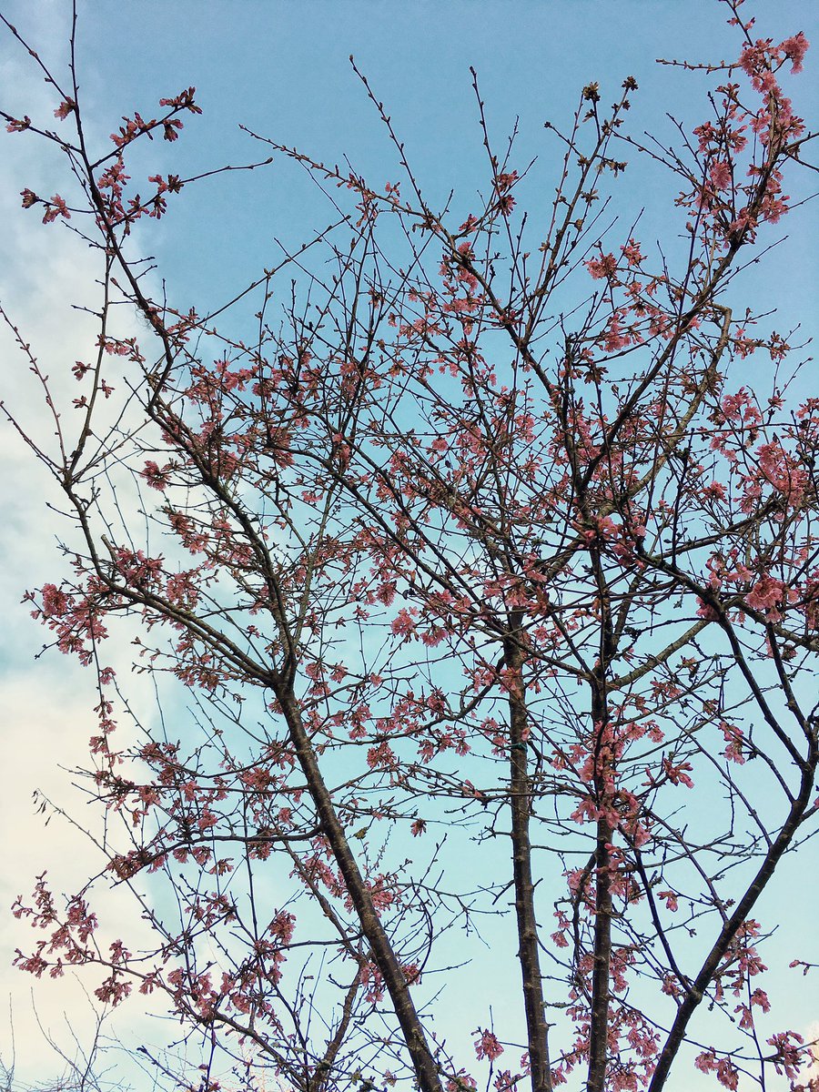 exploringexeter's tweet image. First shoots, first blossoms. Hello Spring, I've been waiting for you 🌱 #Exeter #ExploreExeter #ExploringExeter