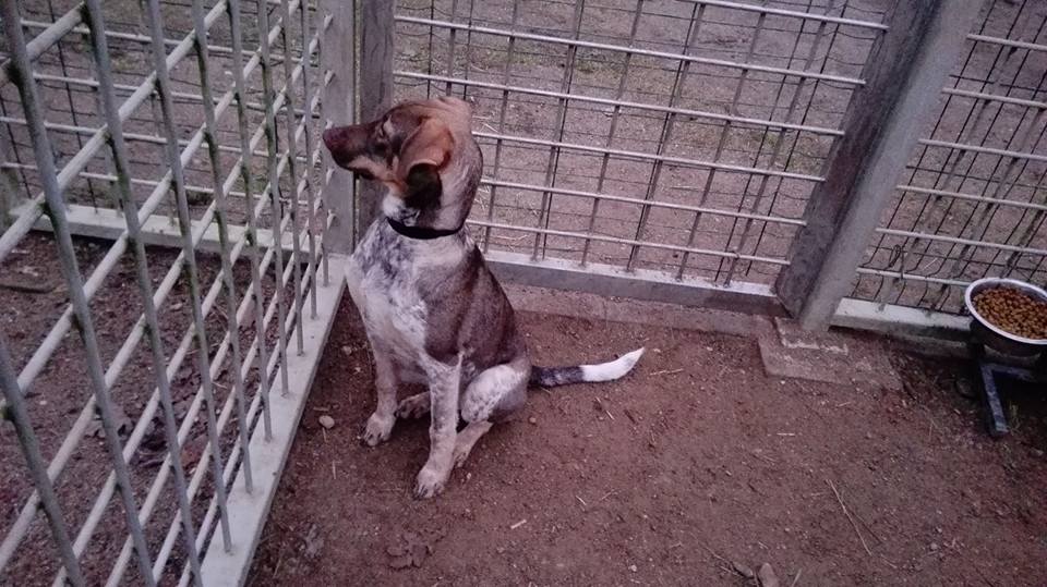 Dienas draugs - Žužū.
facebook.com/lauvassirds/ph…