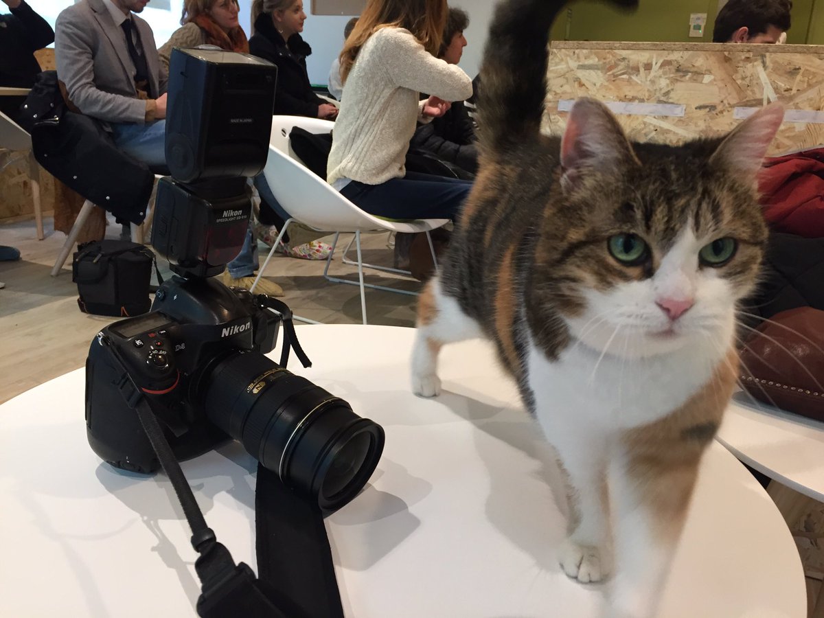 rwafflart's tweet photo. Ouverture d'un bar à chat. Il y a plus de journaliste que de chat rue de Vesle à Reims. https://t.co/0m5FJhtsWc