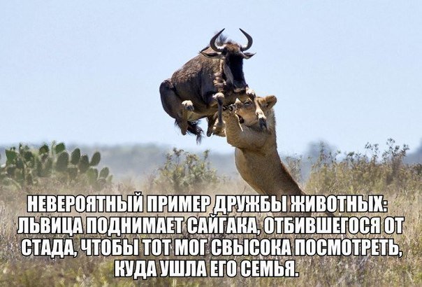 как #куйвашева сопровождает #тунгусов #свердловскаяобласть #екатеринбург #выборыгубернатора2017