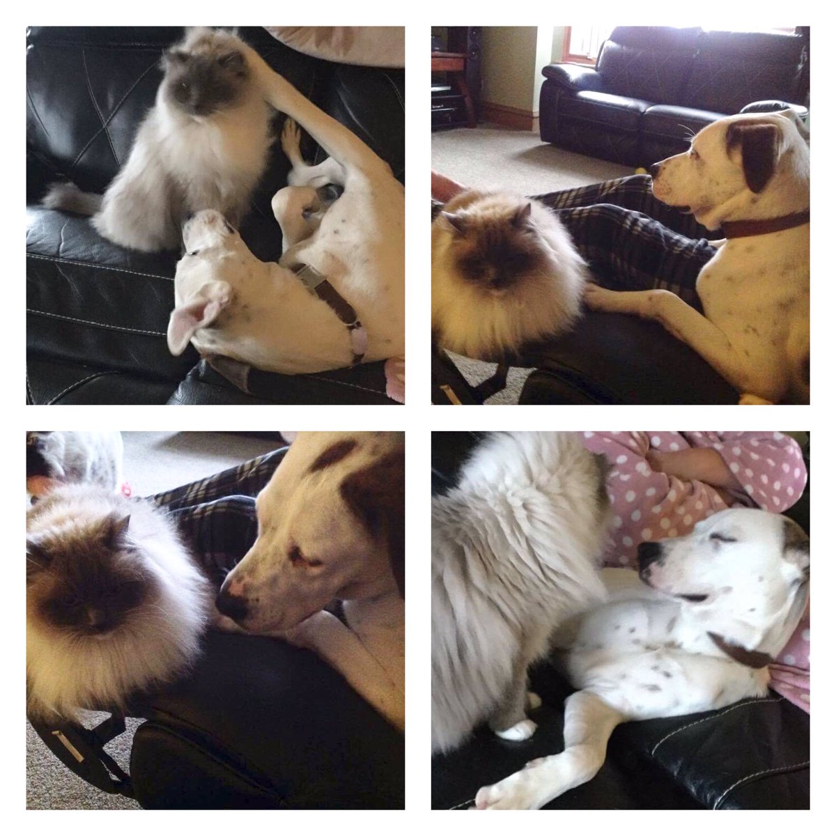 SSDogsUK's tweet photo. *Silvino 2 weeks after arriving to his new home: Cat's bestie. *Silvino a las 2 semanas de llegar a su nuevo hogar: El mejor amigo del gato. https://t.co/gycyoPWEIb