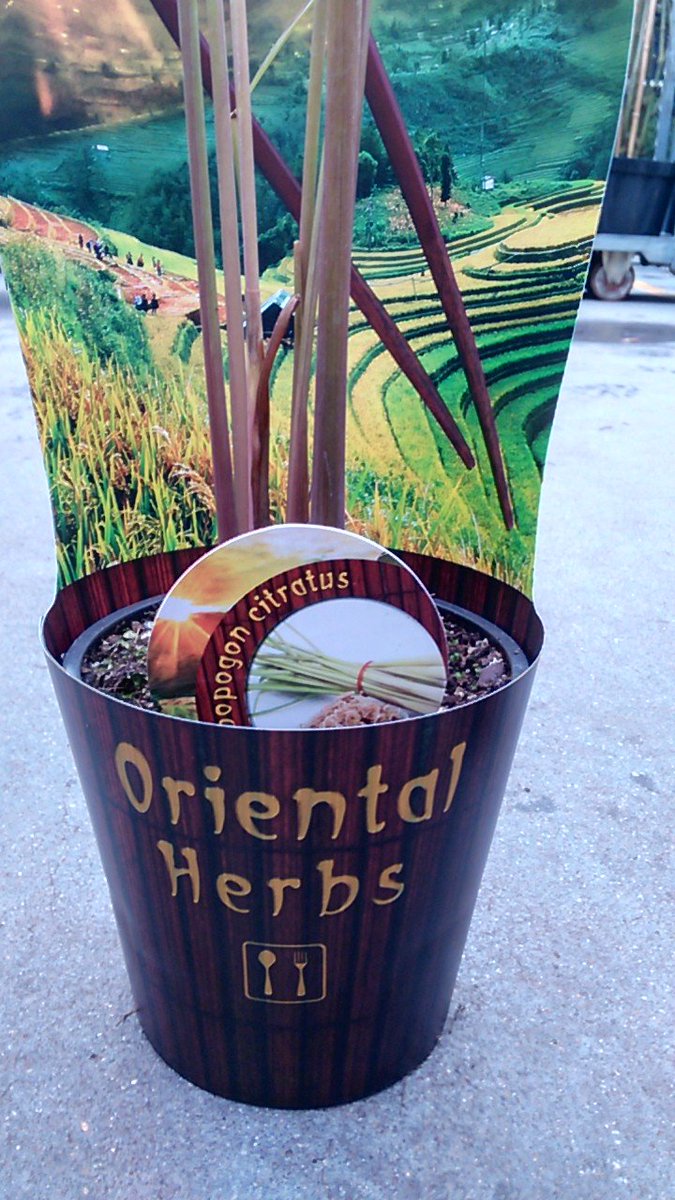 Zelf je rijsttafel bereiden met Djeruk Purut of kafferlimoen? keuze aan "eetbare tuin" planten wordt steeds ruimer - gezien op <a href="/abtuin/">Arie Bouman B.V.</a> beurs