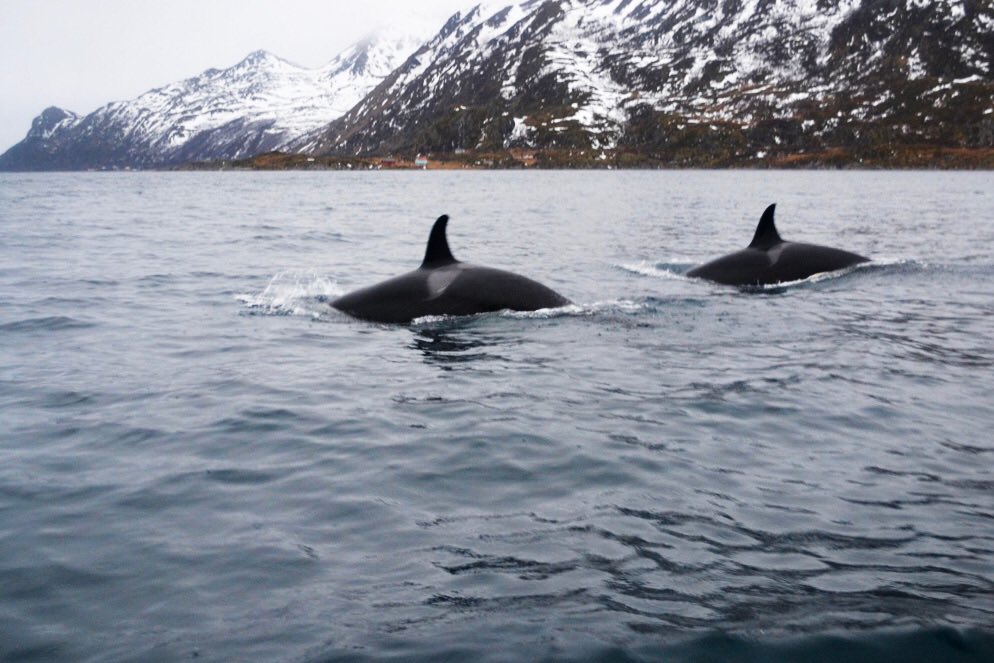 If Northern Lights, Orcas and snowcapped fjords haven’t got you booking your flight, then we don’t know what will… thecaperberrycollective.com/long-weekend-a…