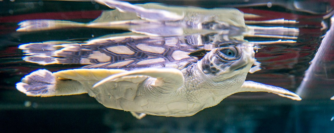 qldmuseum's tweet photo. Guys, #letstalkturtles. Join 🐢 expert Dr Colin Limpus at @WSFBrisbane as we talk all things #heroesinahalfshell https://t.co/ZAAG2b8yPP https://t.co/j4MrlgXFDe