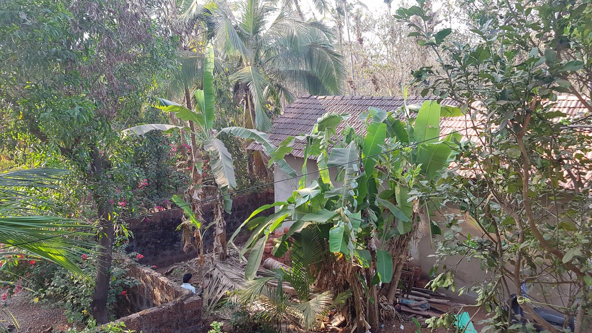 A fine ambience around my office terrace this evening...